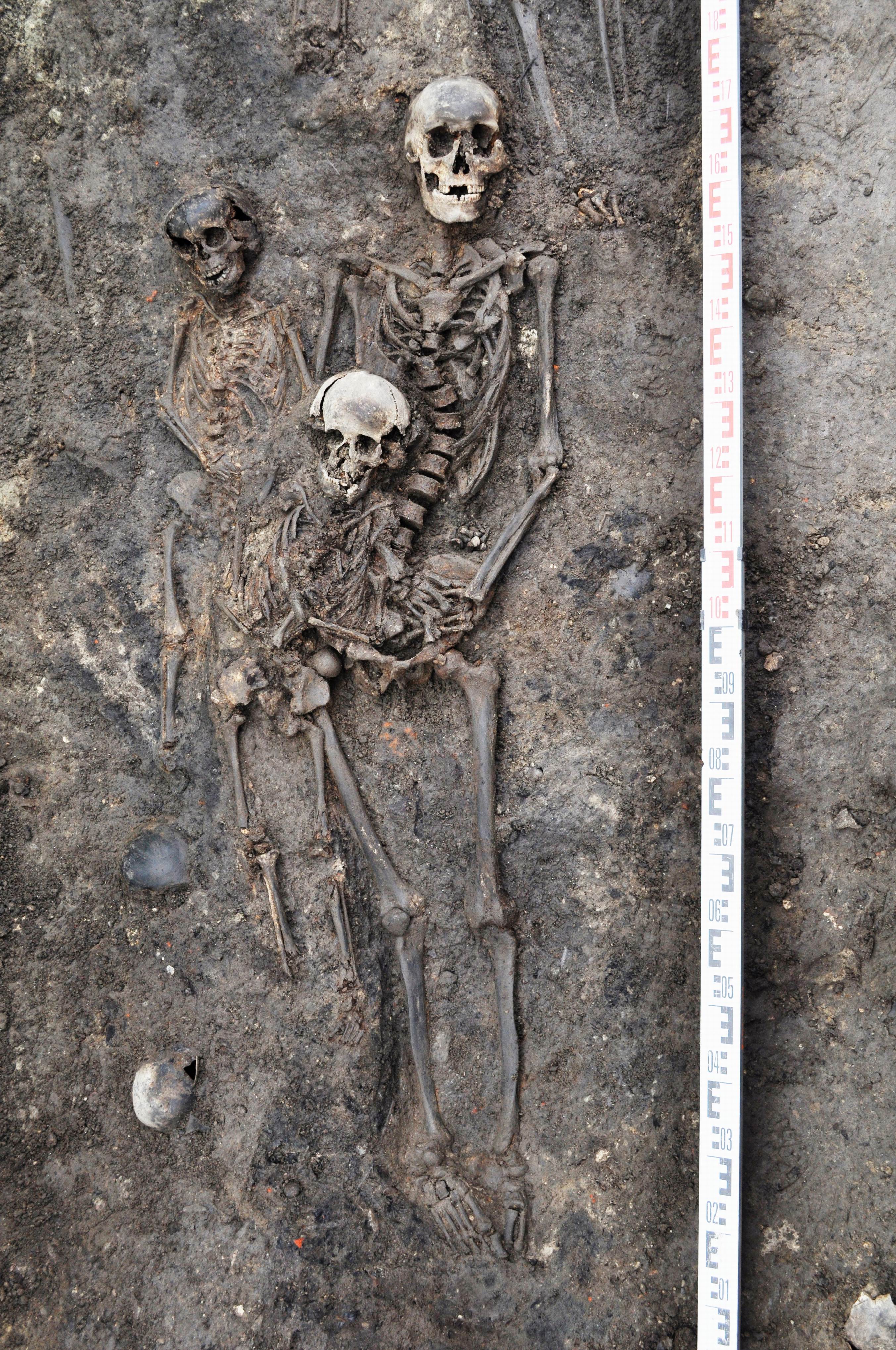 Przykład szkieletów z masowego grobu II z cmentarzyska przy Szpitalu Św. Gertrudy