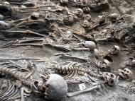Szkielety z masowego grobu II z cmentarzyska przy Szpitalu Św. Gertrudy